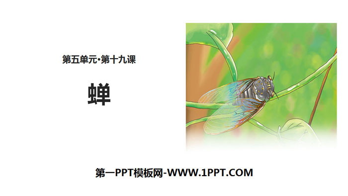 图片[1]-《蝉》PPT免费下载-第一PPT