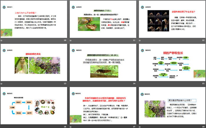 图片[3]-《蝉》PPT免费下载-第一PPT