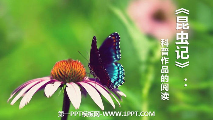 图片[1]-《昆虫记》PPT课件-第一PPT