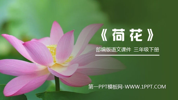 图片[1]-《荷花》PPT课件免费下载-第一PPT
