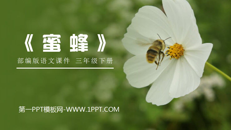 图片[1]-《蜜蜂》PPT课件下载-第一PPT