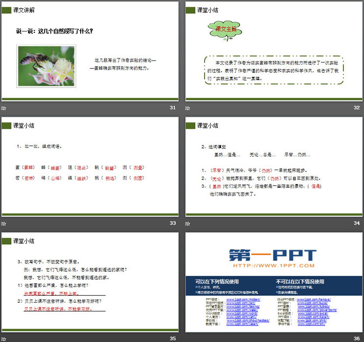 图片[7]-《蜜蜂》PPT课件下载-第一PPT