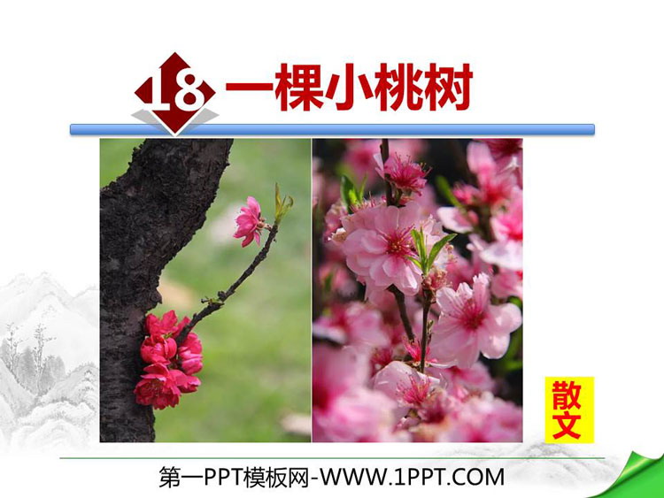 图片[1]-《一棵小桃树》PPT优质课件-第一PPT