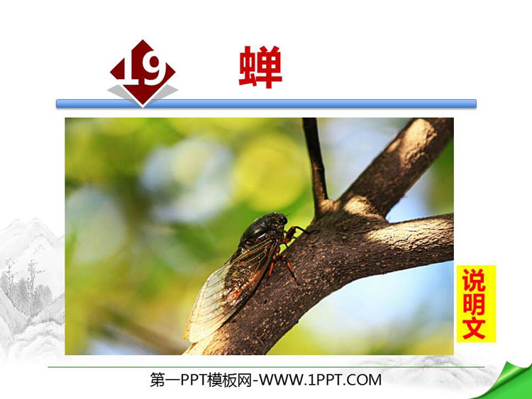 图片[1]-《蝉》PPT优秀课件-第一PPT