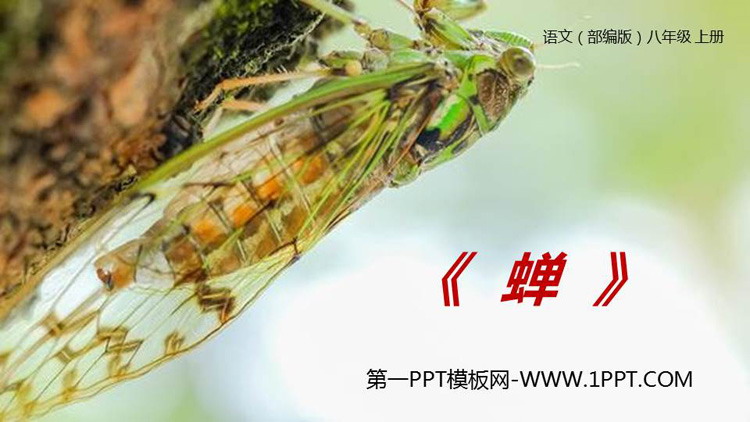 图片[1]-《蝉》PPT精品课件-第一PPT