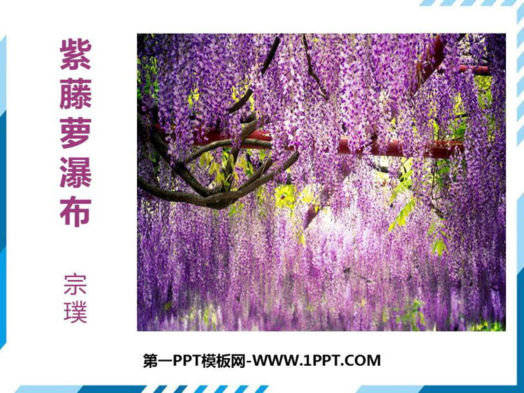 图片[1]-《紫藤萝瀑布》PPT课文课件下载-第一PPT