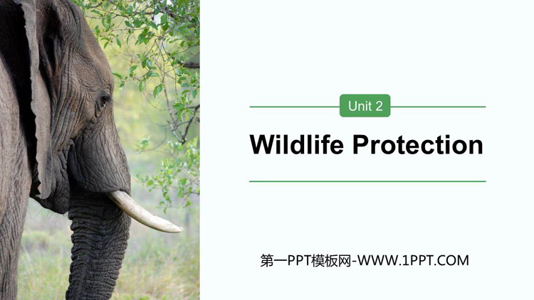 图片[1]-《Wildlife Protection》PPT下载-第一PPT