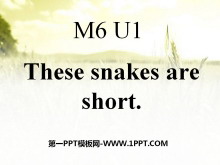 《These snakes are short》PPT课件3-第一PPT