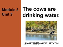 《The cows are drinking water》PPT课件3-第一PPT