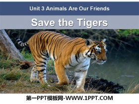 《Save the Tigers》Animals Are Our Friends PPT下载-第一PPT