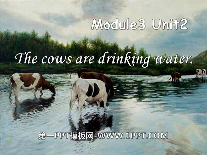 图片[1]-《The cows are drinking water》PPT课件-第一PPT