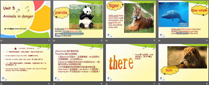 图片[2]-《Animals in danger》PPT下载-第一PPT