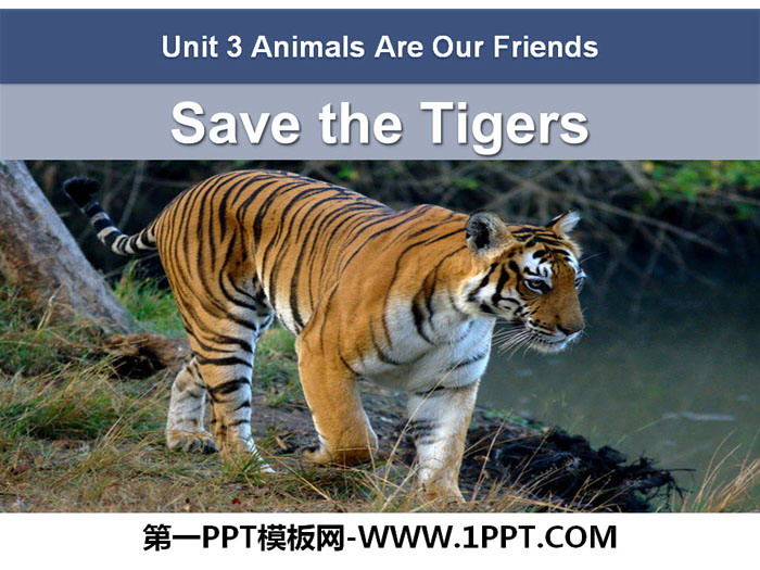 图片[1]-《Save the Tigers》Animals Are Our Friends PPT下载-第一PPT