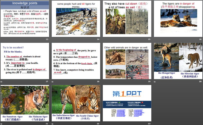 图片[3]-《Save the Tigers》Animals Are Our Friends PPT下载-第一PPT
