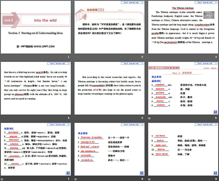 图片[2]-《Into the wild》Section ⅠPPT下载-第一PPT