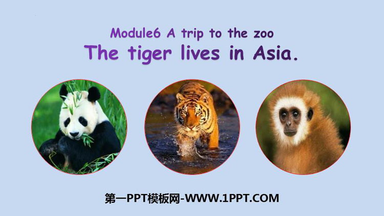 图片[1]-《The tiger lives in Asia》PPT优秀课件-第一PPT