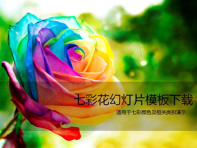 图片[1]-美丽的七彩玫瑰花PPT模板下载-第一PPT