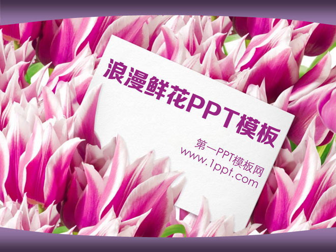 图片[1]-浪漫郁金香背景的爱情PowerPoint模板-第一PPT