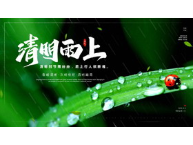 清新绿叶七星瓢虫背景的“清明雨上”清明节节气介绍PPT模板-第一PPT