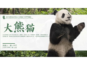 绿色保护动物知识普及之大熊猫介绍PPT模板下载-第一PPT