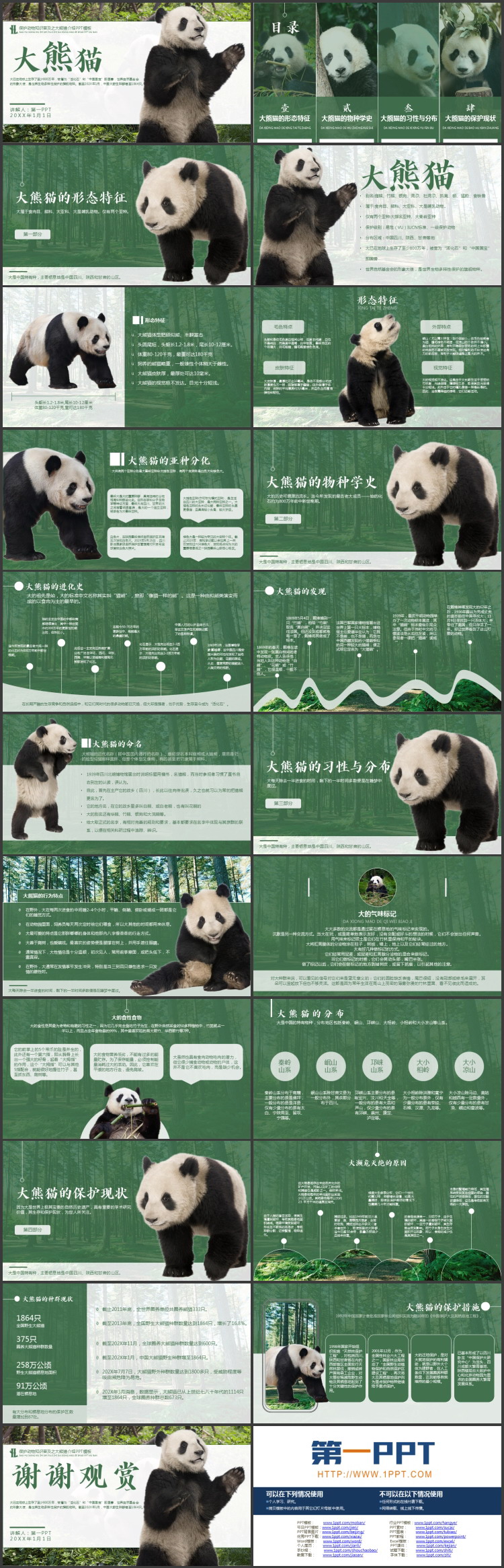 图片[2]-绿色保护动物知识普及之大熊猫介绍PPT模板下载-第一PPT