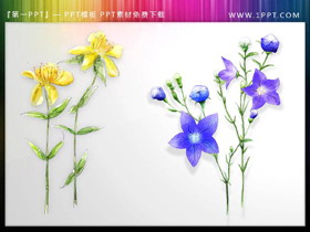 一组唯美水彩花卉PPT插图-第一PPT