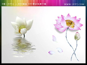 五套精致荷花PPT素材插图下载-第一PPT