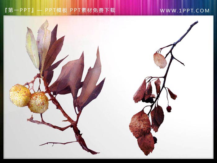 图片[2]-12张植物枝叶PPT插图素材-第一PPT