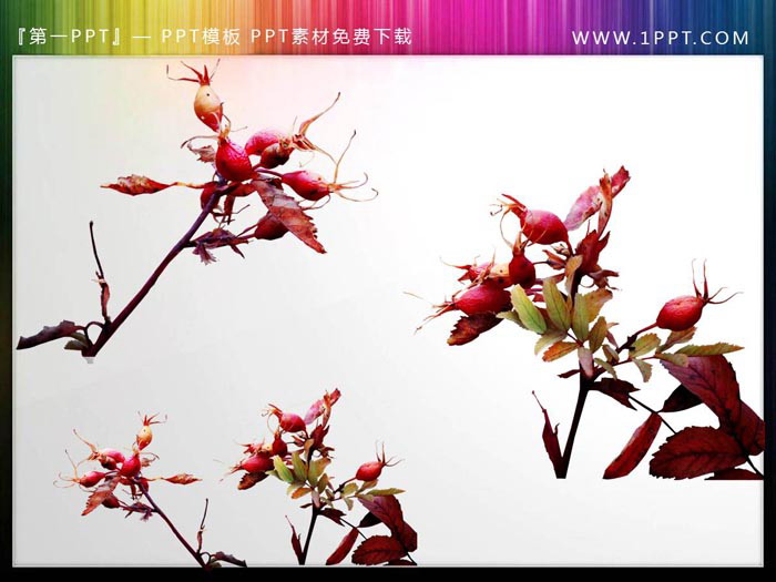 图片[3]-12张植物枝叶PPT插图素材-第一PPT