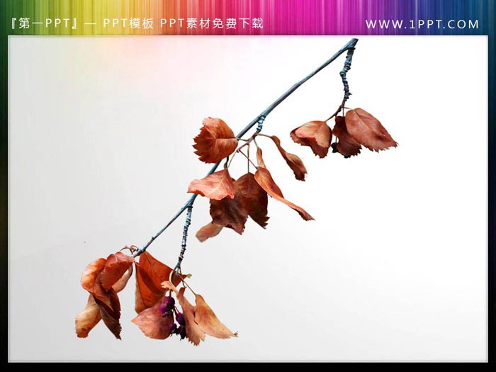 图片[4]-12张植物枝叶PPT插图素材-第一PPT