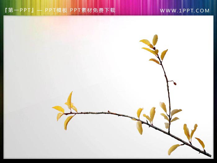图片[5]-12张植物枝叶PPT插图素材-第一PPT