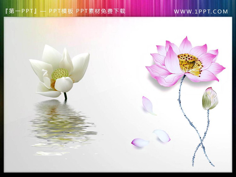 图片[1]-五套精致荷花PPT素材插图下载-第一PPT