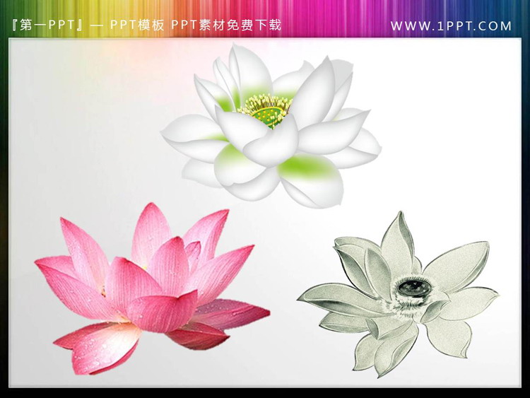 图片[1]-12套透明荷花荷叶PPT素材-第一PPT