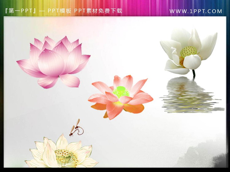 图片[2]-12套透明荷花荷叶PPT素材-第一PPT