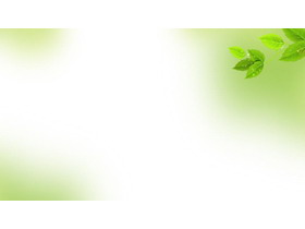 淡雅绿色树叶PowerPoint背景图片-第一PPT