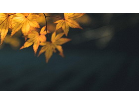 五张秋天的枫叶PPT背景图片-第一PPT
