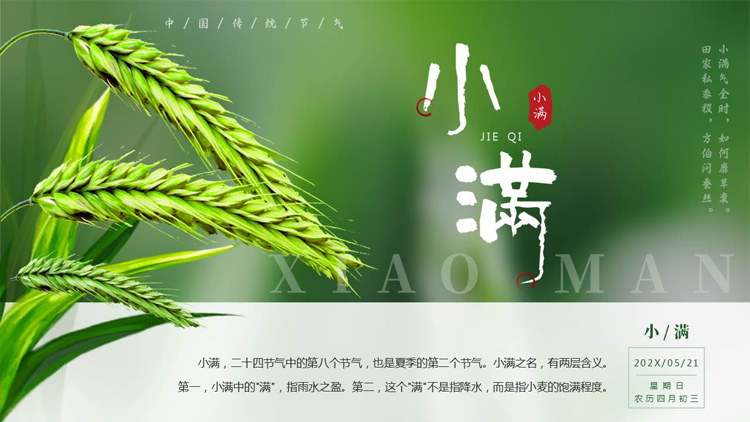 图片[1]-绿色清新麦穗背景的小满传统节气介绍PPT模板-第一PPT