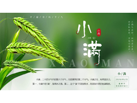 绿色清新麦穗背景的小满传统节气介绍PPT模板-第一PPT